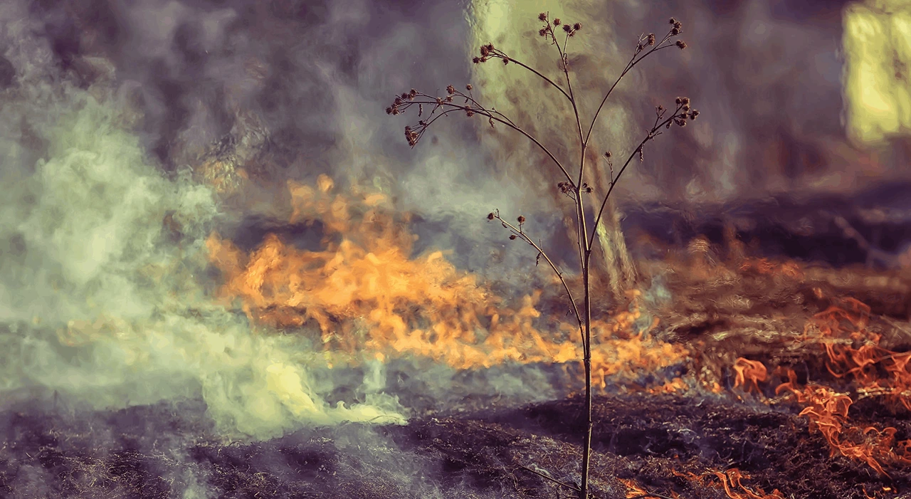 Formação | Online | Incêndios Rurais, o que fazer antes, durante e depois | para os cidadãos